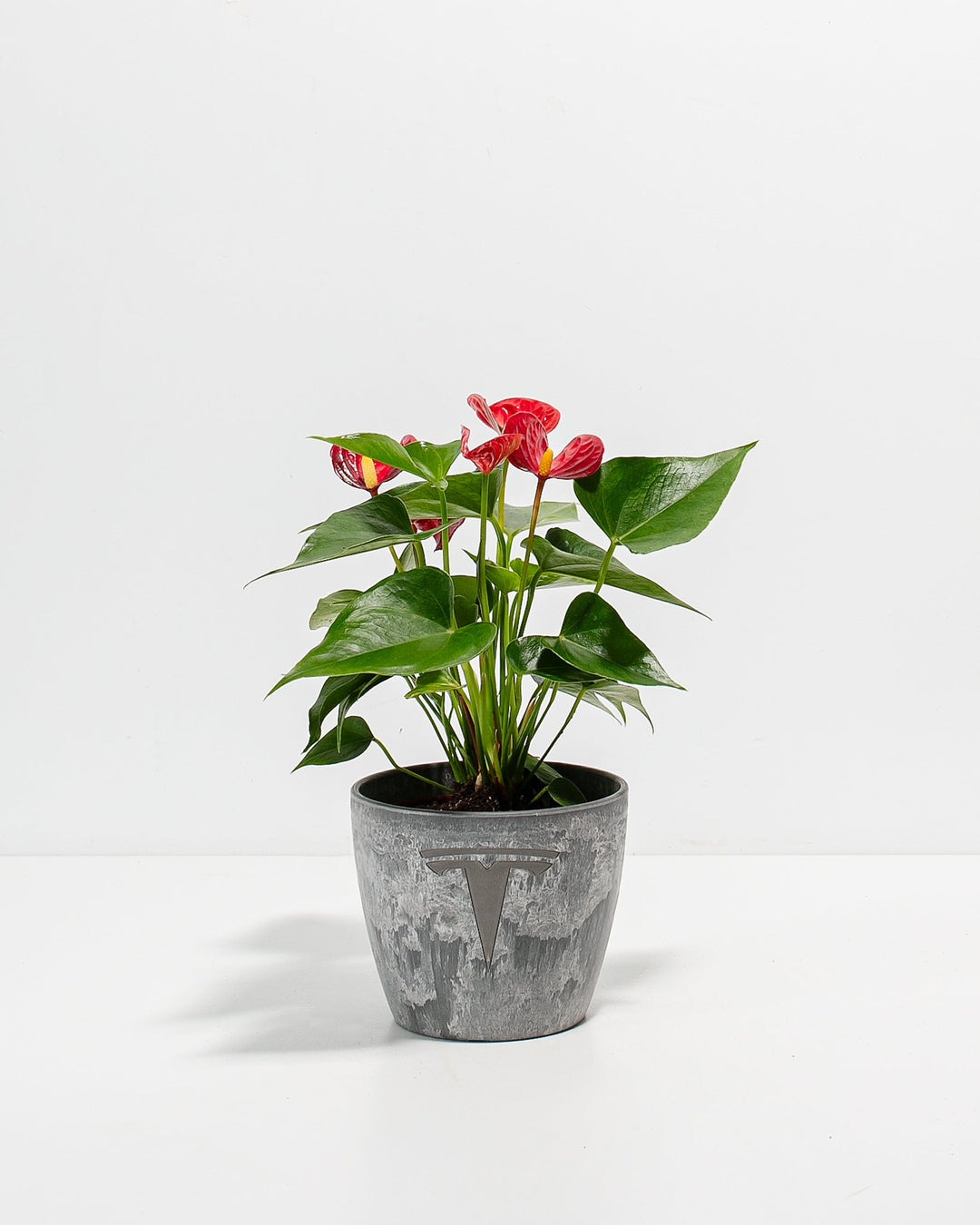 Flamingo Flower Plant Kit