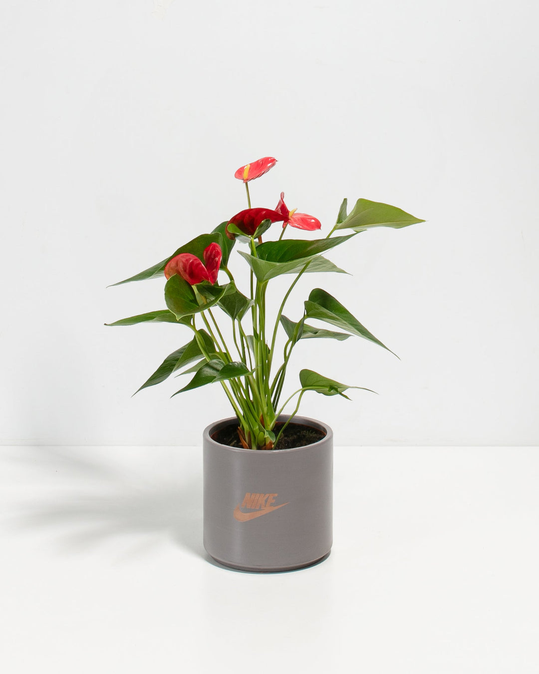 Flamingo Flower Plant Kit