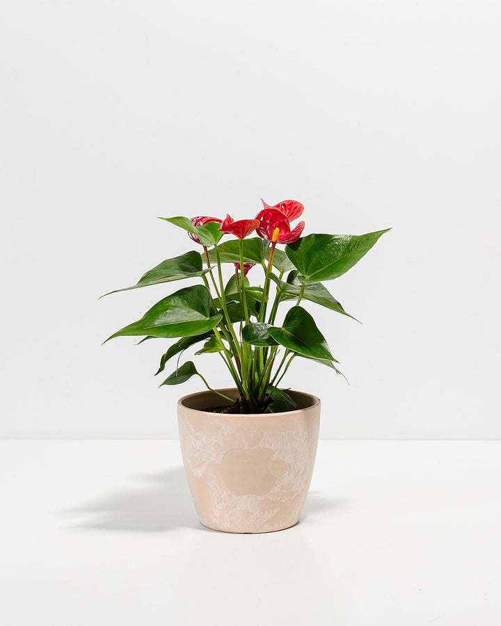 Flamingo Flower Plant Kit
