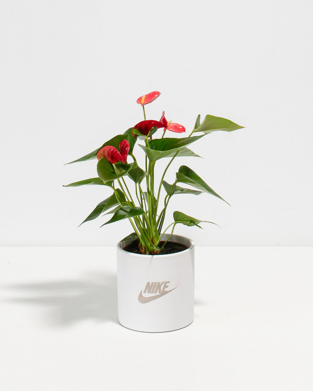 Flamingo Flower Plant Kit