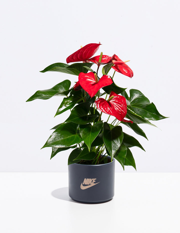 Flamingo Flower Plant Kit
