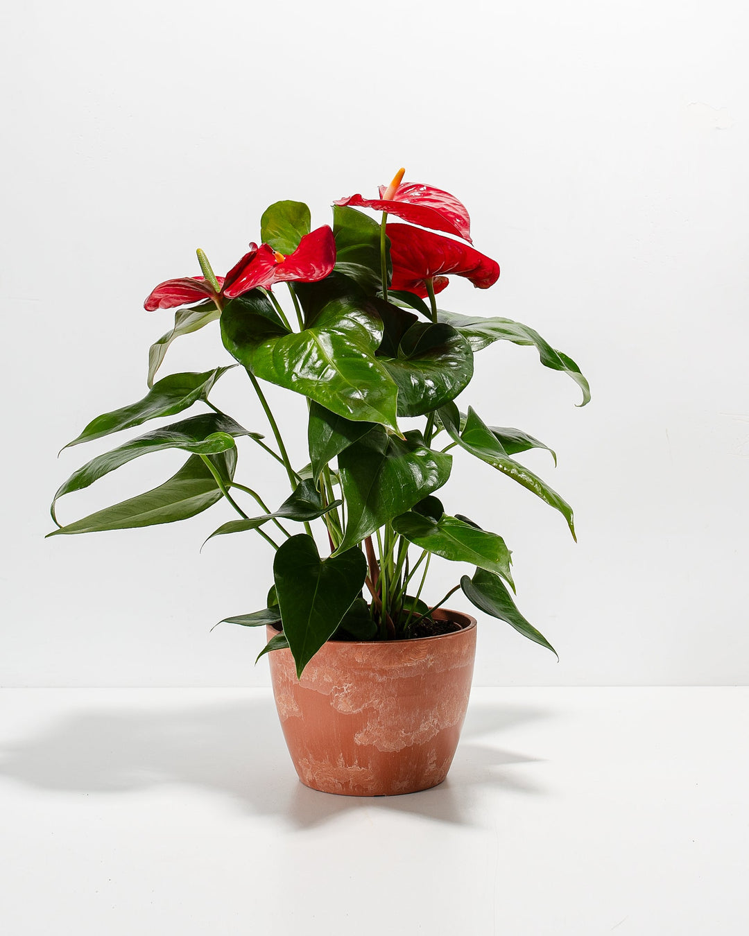 Flamingo Flower Plant Kit