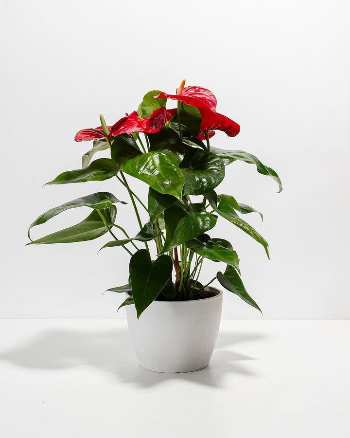 Flamingo Flower Plant Kit