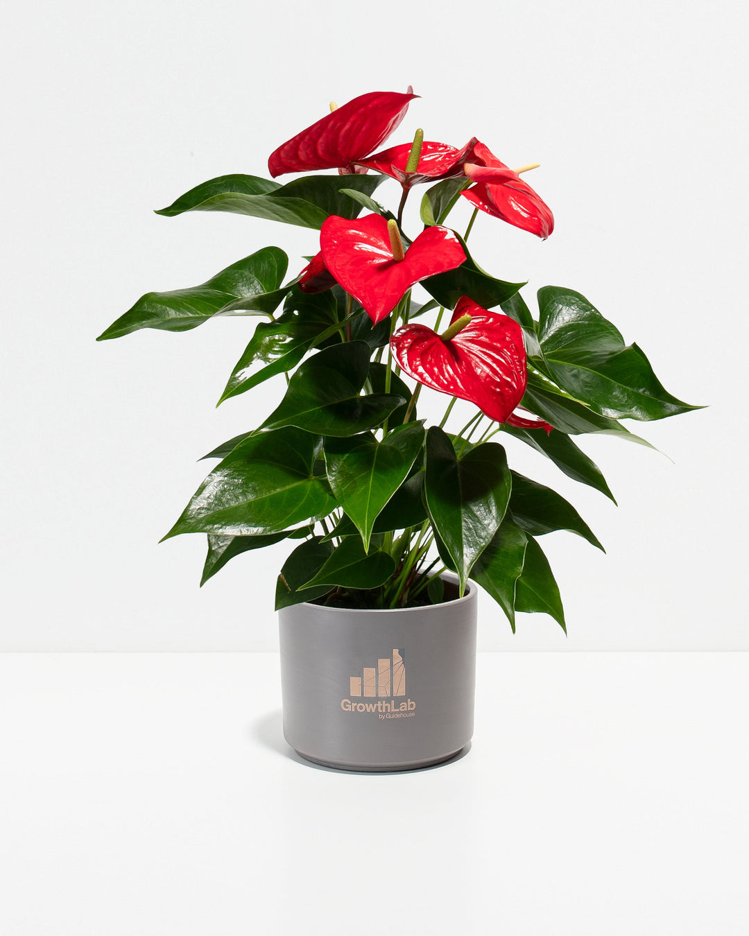 Flamingo Flower Plant Kit
