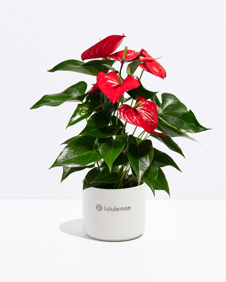 Flamingo Flower Plant Kit