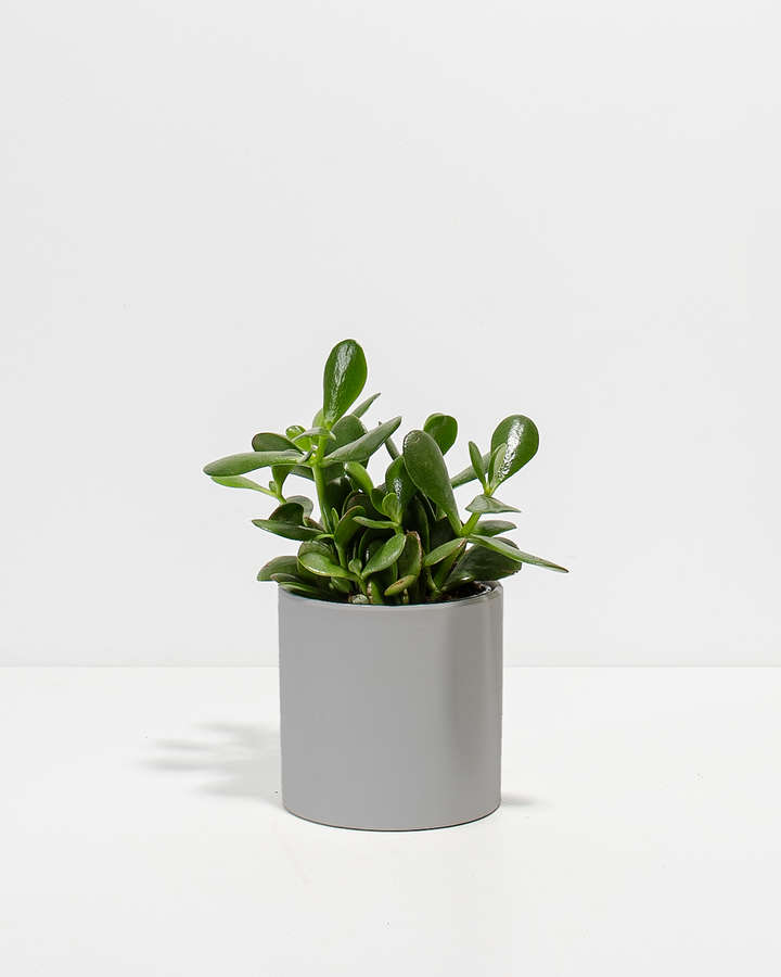 Jade Succulent Plant Kit