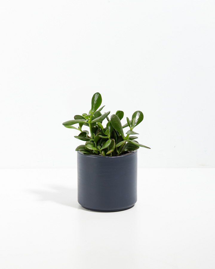Jade Succulent Plant Kit