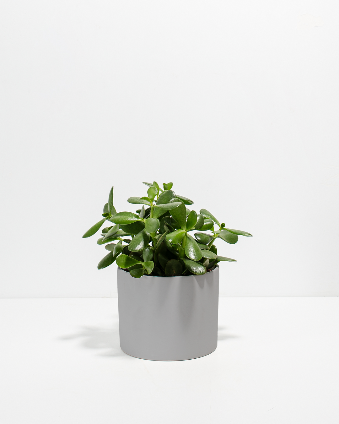 Jade Succulent Plant Kit
