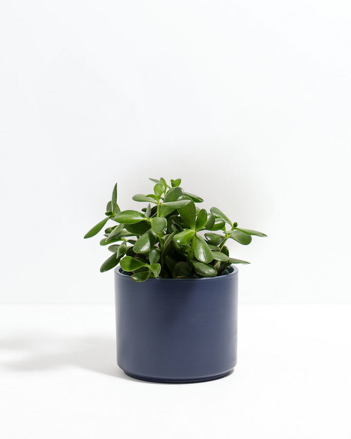 Jade Succulent Plant Kit