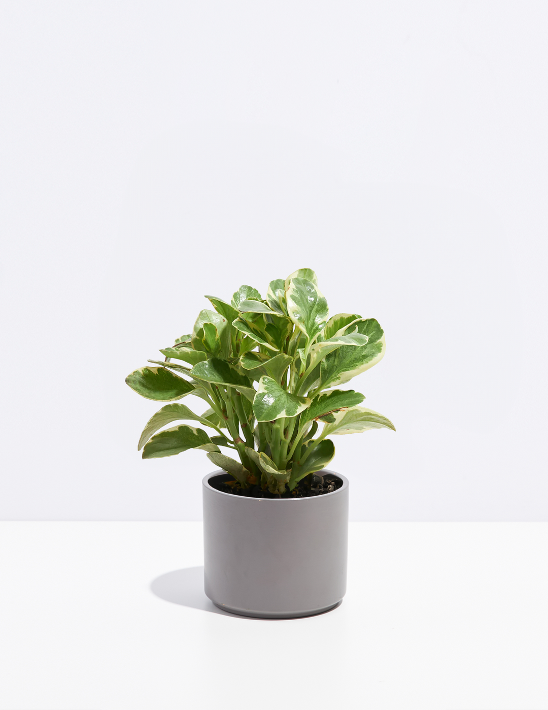 Peperomia Variegated Baby Rubber Plant Kit