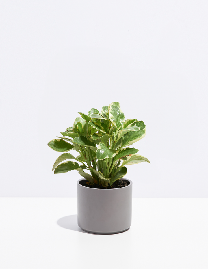 Peperomia Variegated Baby Rubber Plant Kit