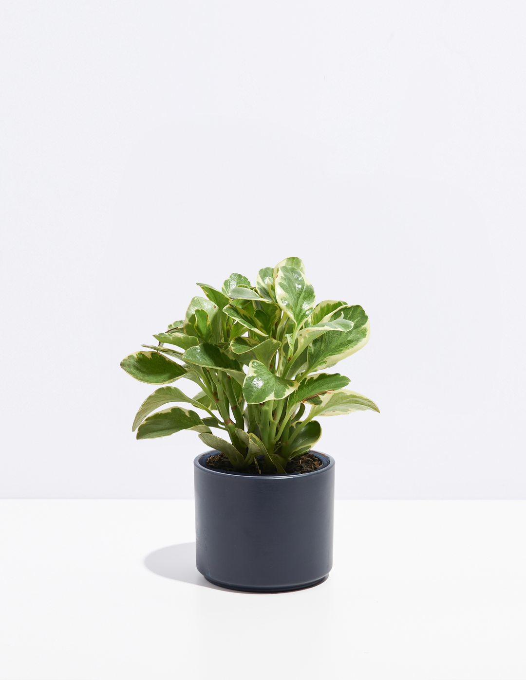 Peperomia Variegated Baby Rubber Plant Kit