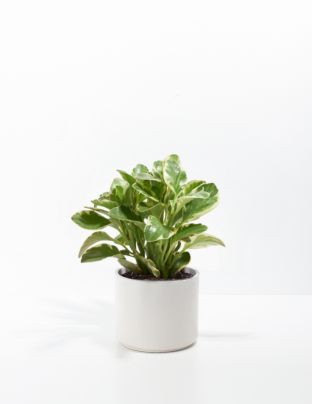 Peperomia Variegated Baby Rubber Plant Kit
