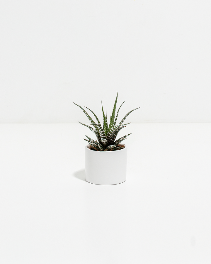 Petite Zebra Succulent Plant Kit