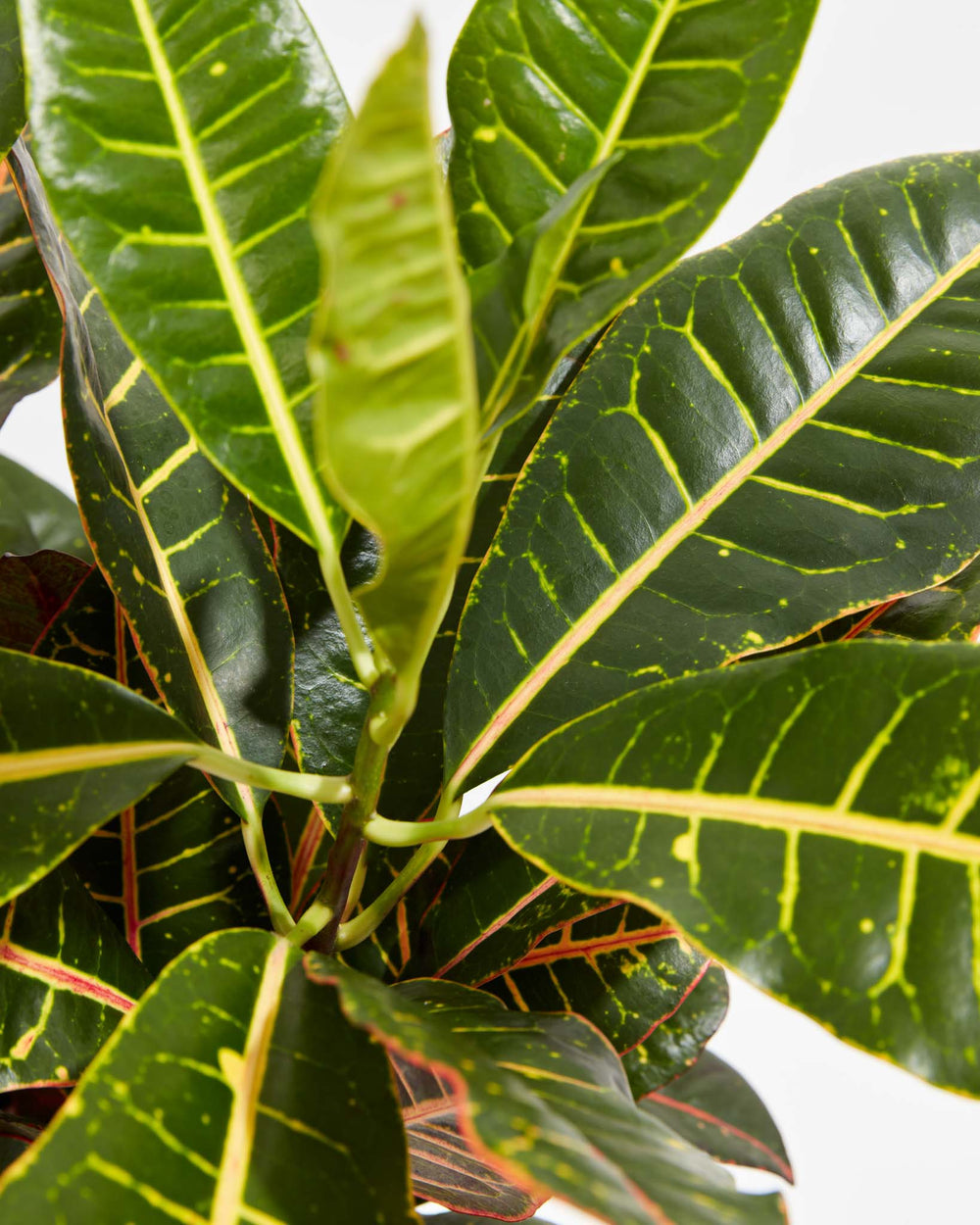 Croton Petra, Lively Root, Plant, Detail , , , 