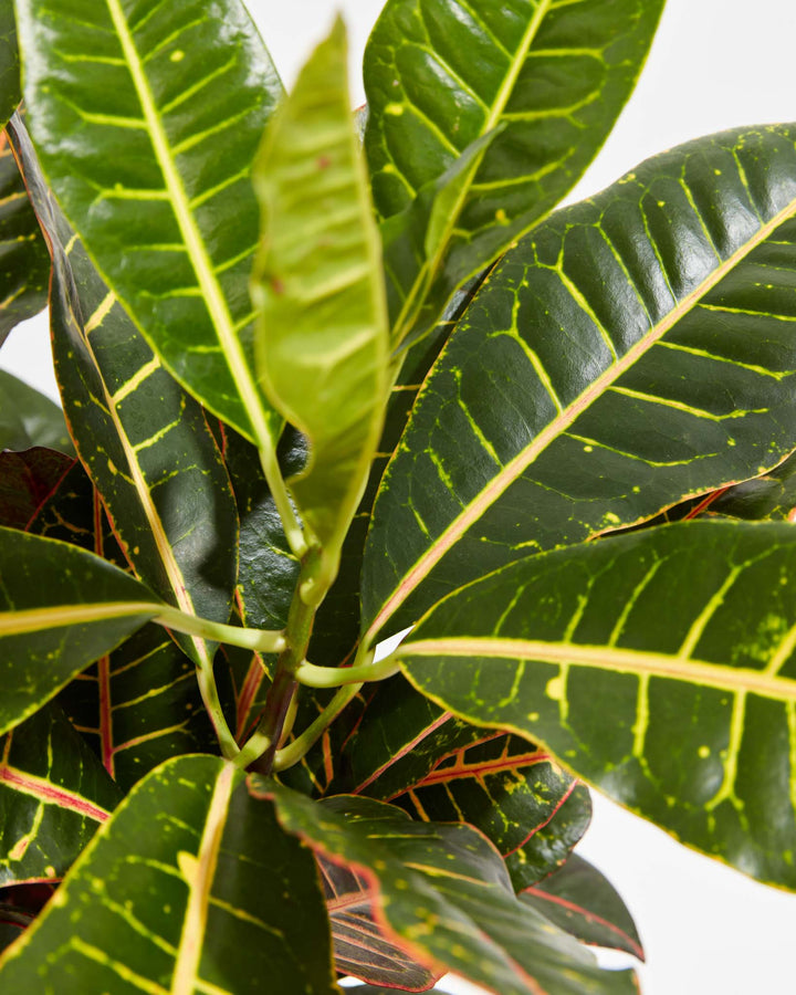 Croton Petra, Lively Root, Plant, Detail , , , 
