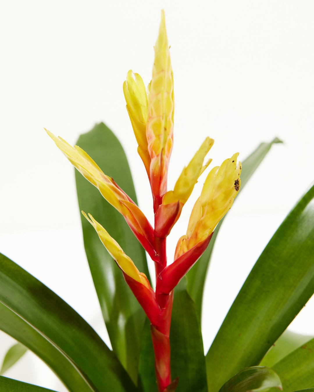 Evita Vriesea Bromeliad, Lively Root, Plant, Detail , , , 