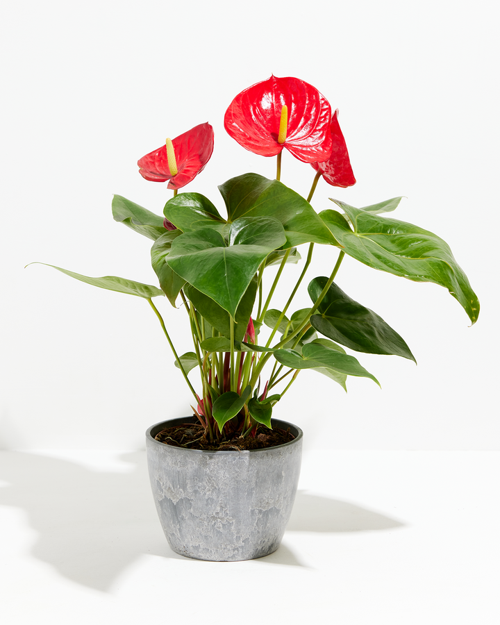 Flamingo Flower Plant Kit