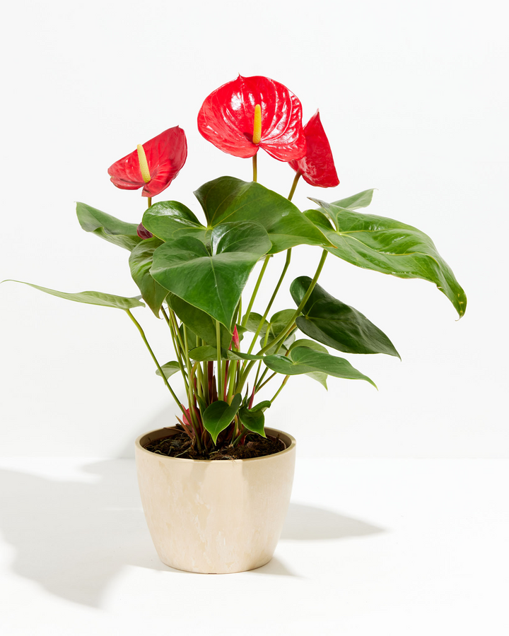 Flamingo Flower Plant Kit