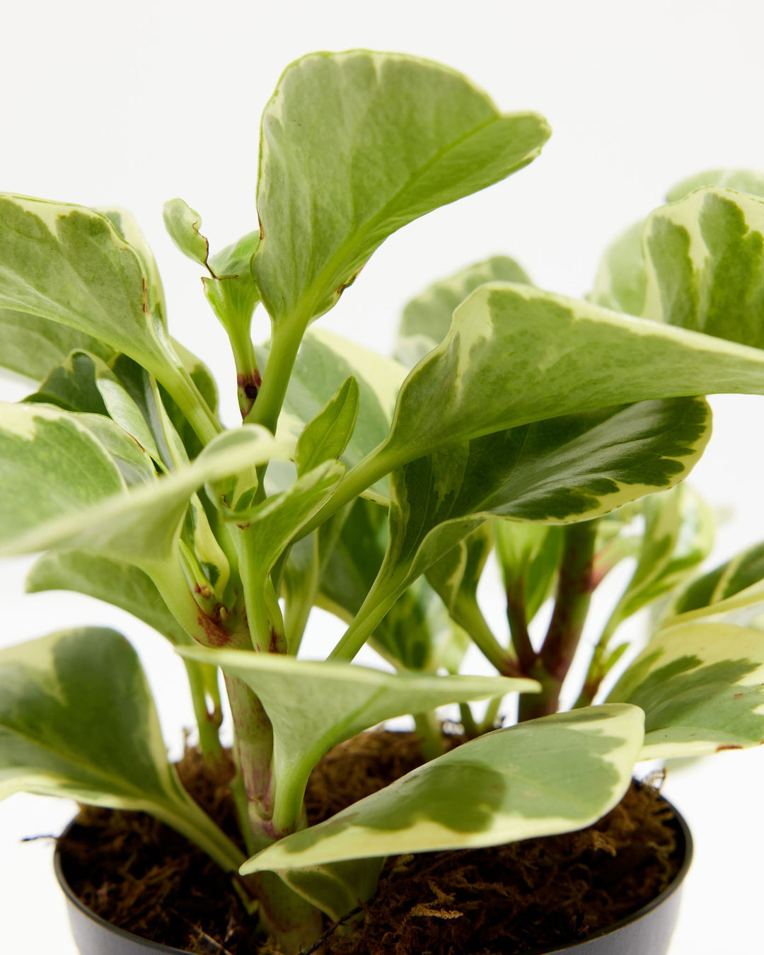 Variegated Baby Rubber Plant (Peperomia), Lively Root, Plant, Detail, , , 