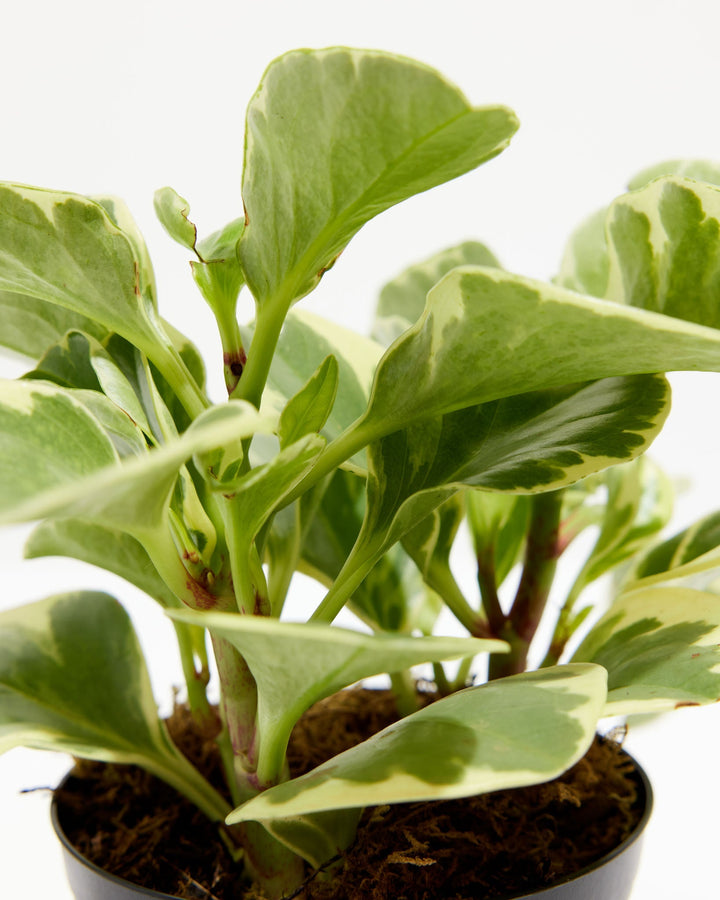 Variegated Baby Rubber Plant (Peperomia), Lively Root, Plant, Detail, , , 