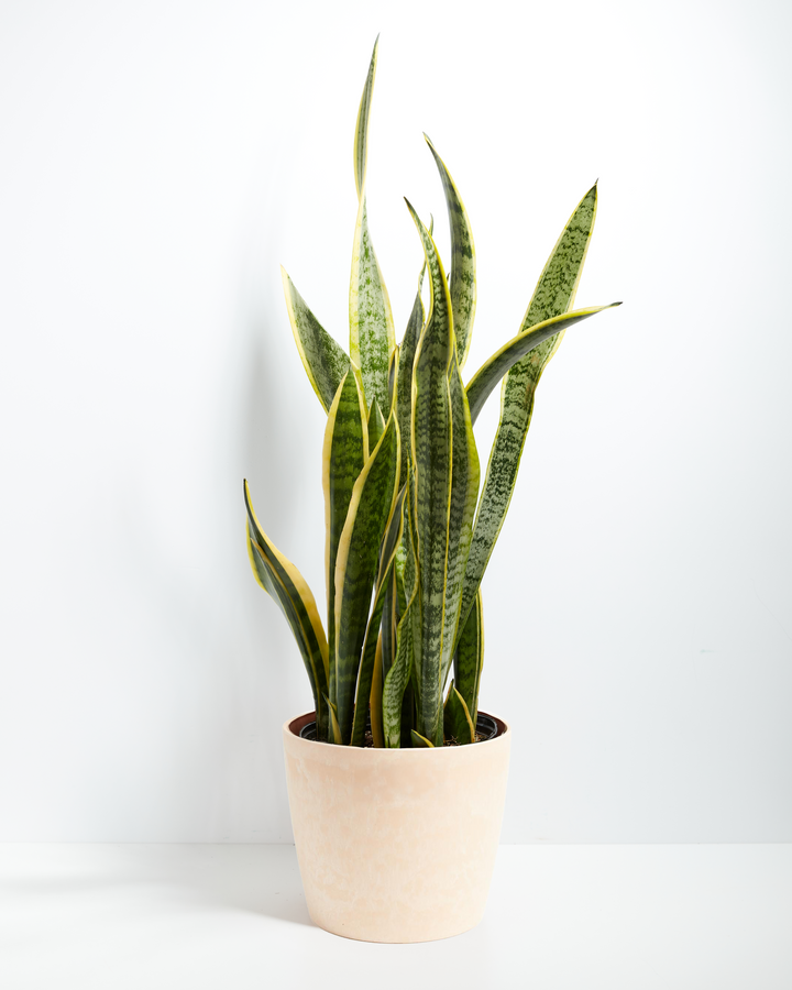 Snake Plant Kit