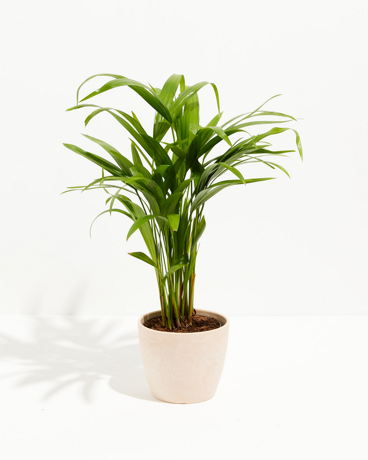 Areca Palm Plant Kit