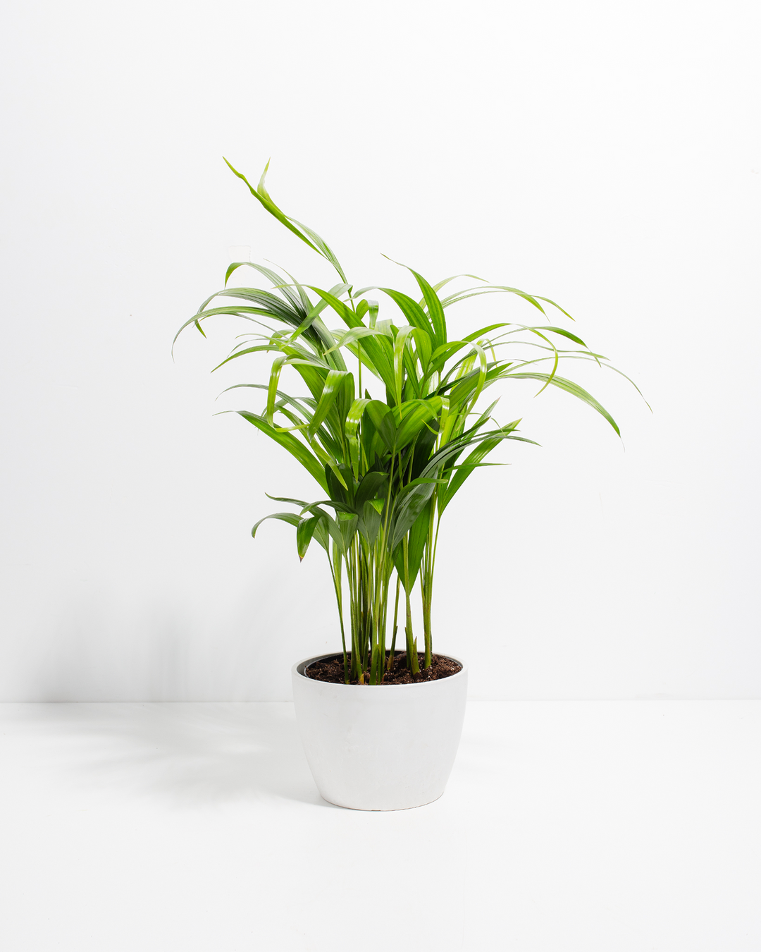 Areca Palm Plant Kit