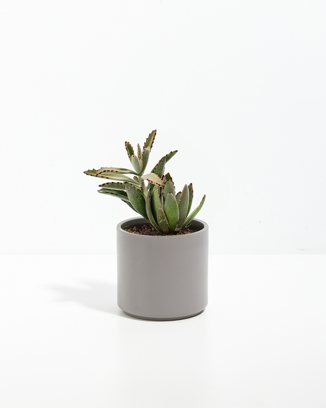 Panda Succulent Plant Kit
