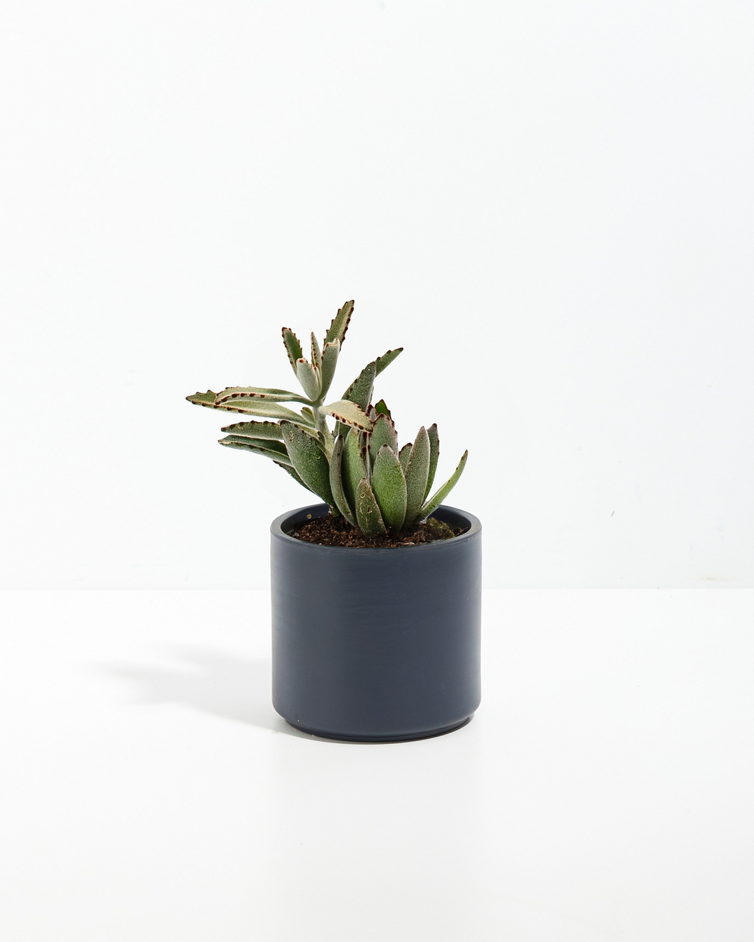 Panda Succulent Plant Kit