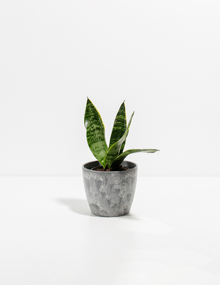 Snake Plant Kit