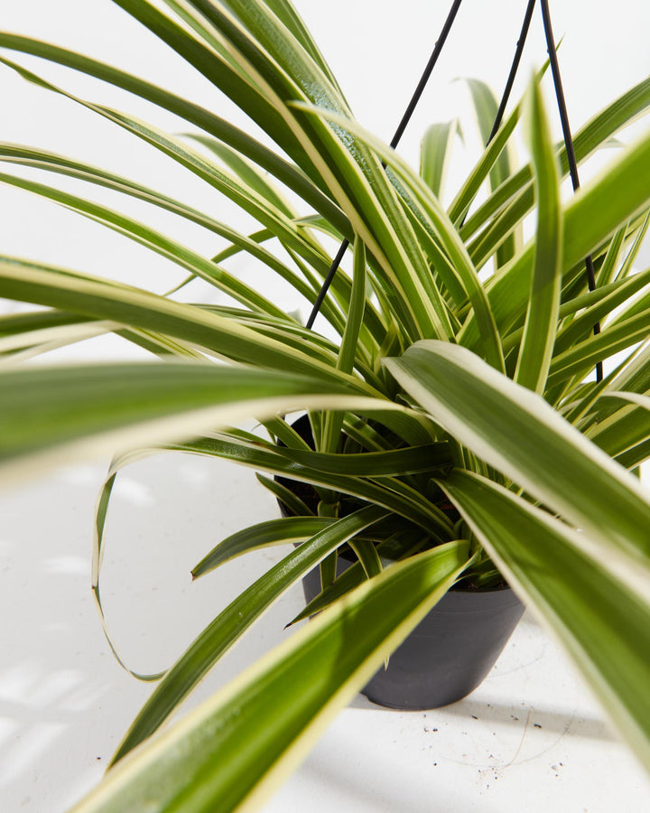 Spider Plant, Lively Root, Plant, Detail , , , 