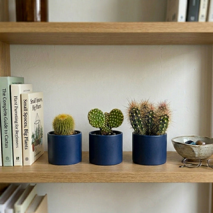 Petite Cactus Trio Plant Kit