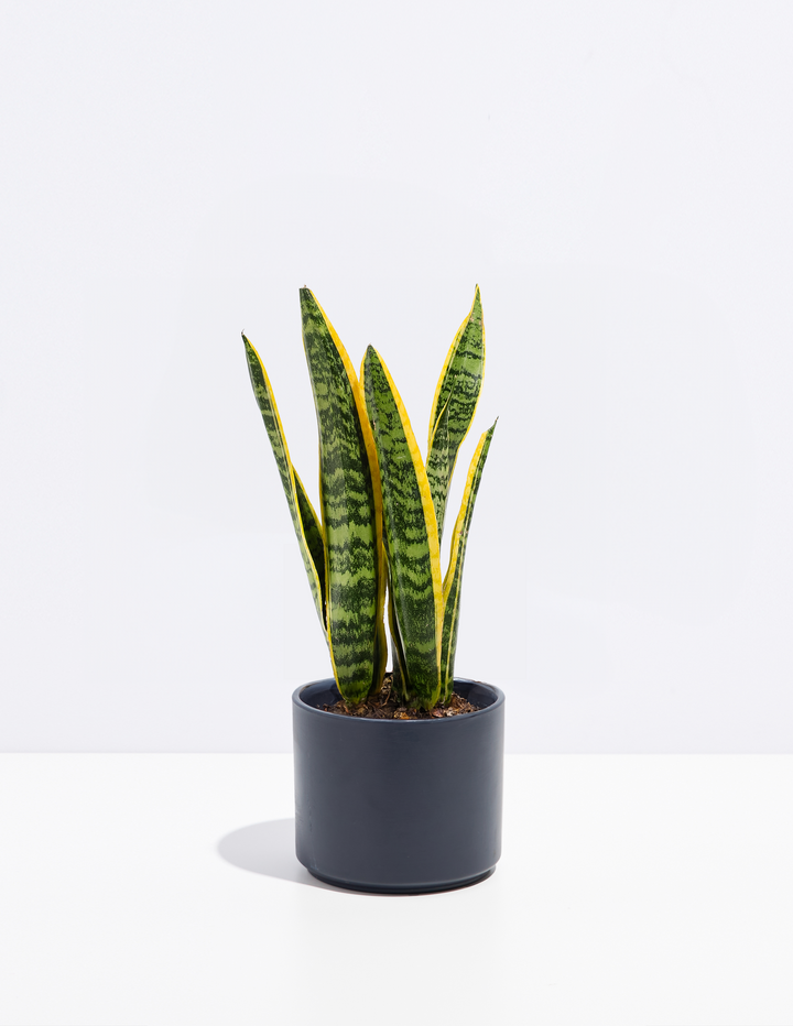 Snake Plant Kit