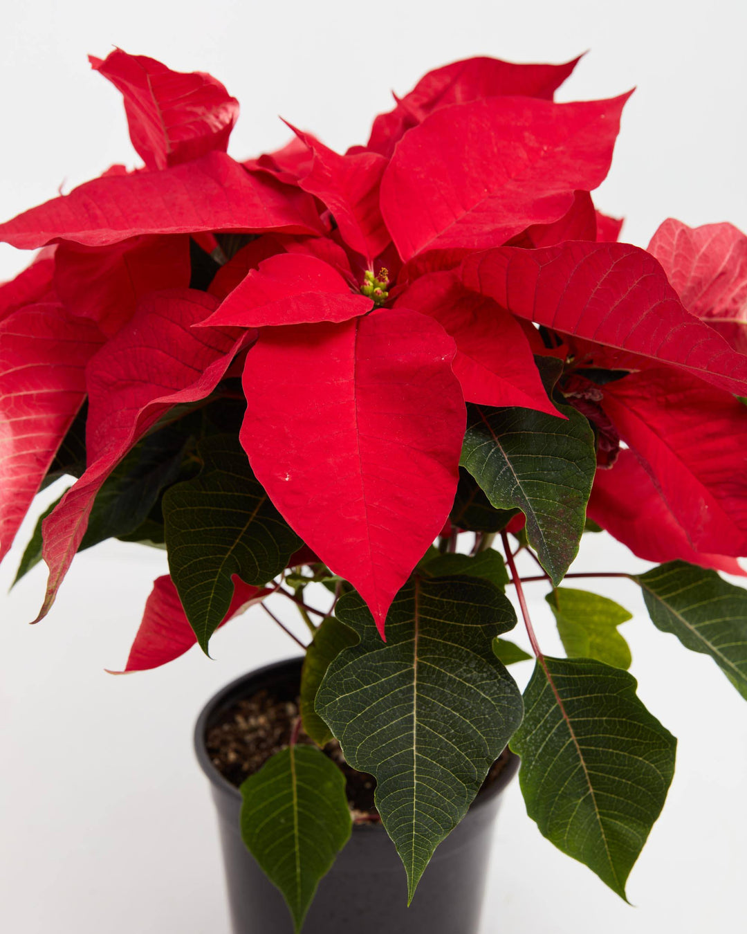 Abundant Red Holiday Poinsettia, Lively Root, Plant, Detail
, , , 