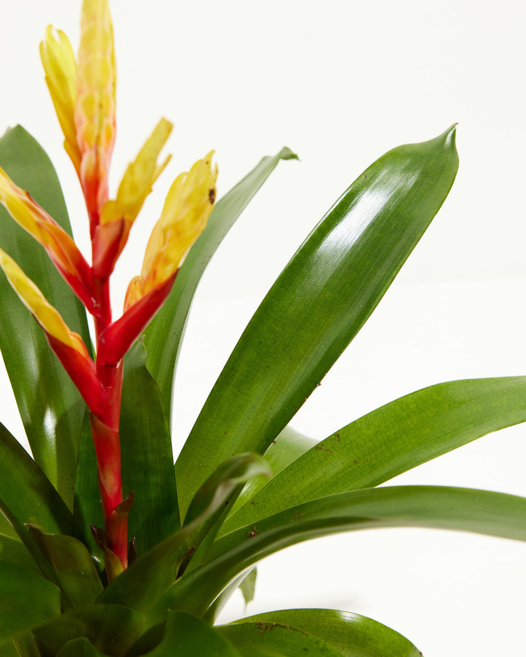 Evita Vriesea Bromeliad, Lively Root, Plant, Detail, , , 