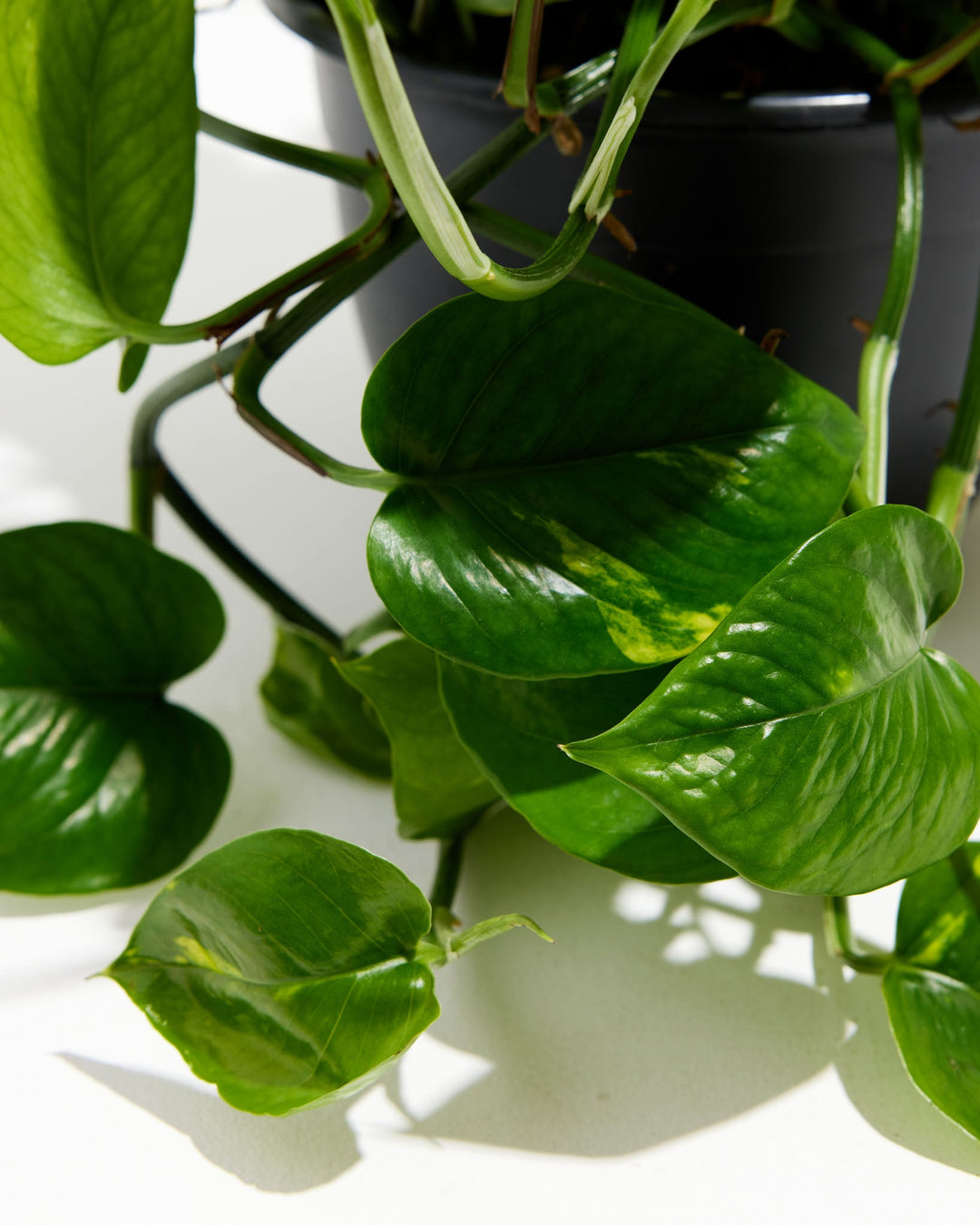 Everyone's Favorite Golden Pothos, Lively Root, Plant, Detail , , , 