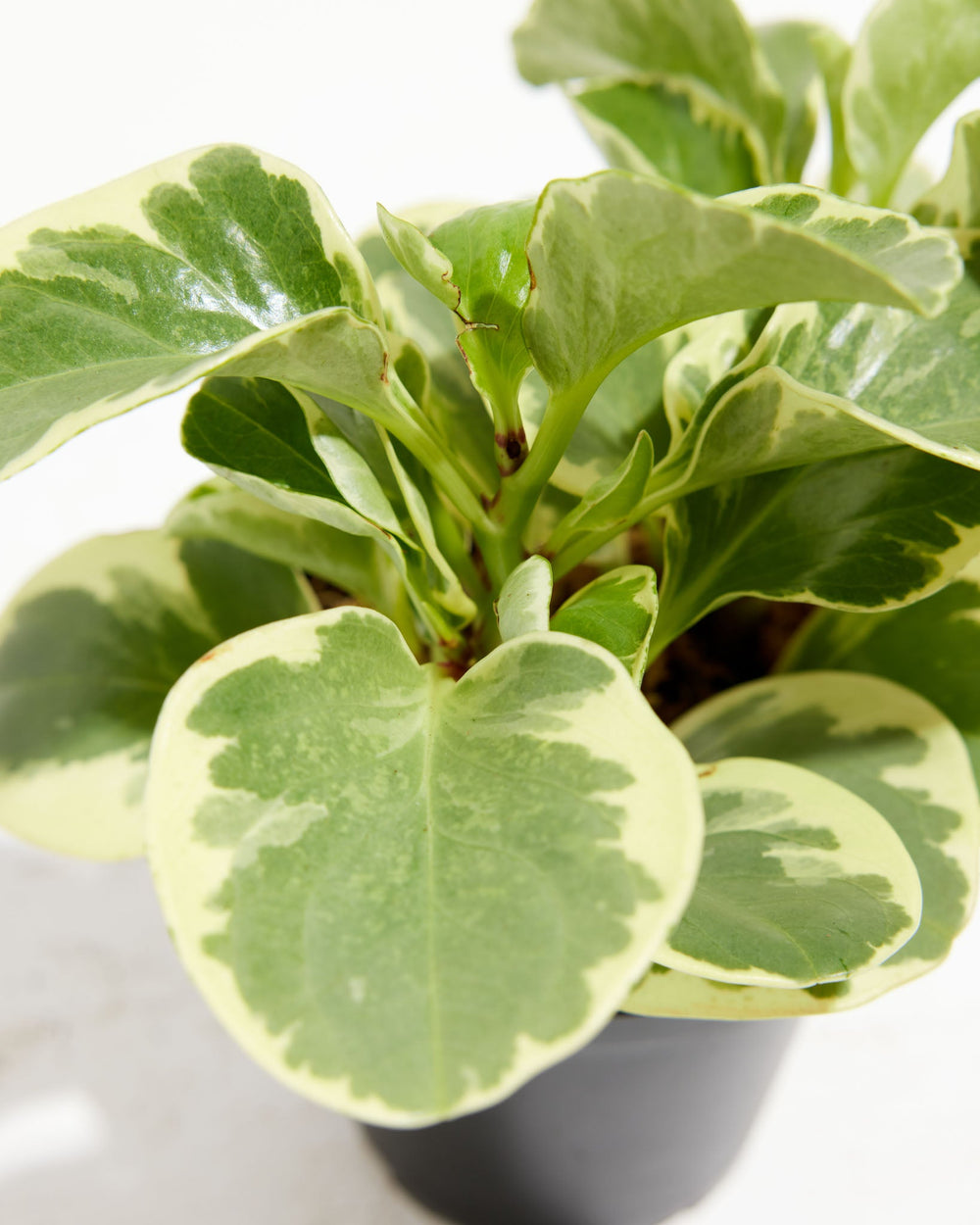Variegated Baby Rubber Plant (Peperomia), Lively Root, Plant, Detail , , , 