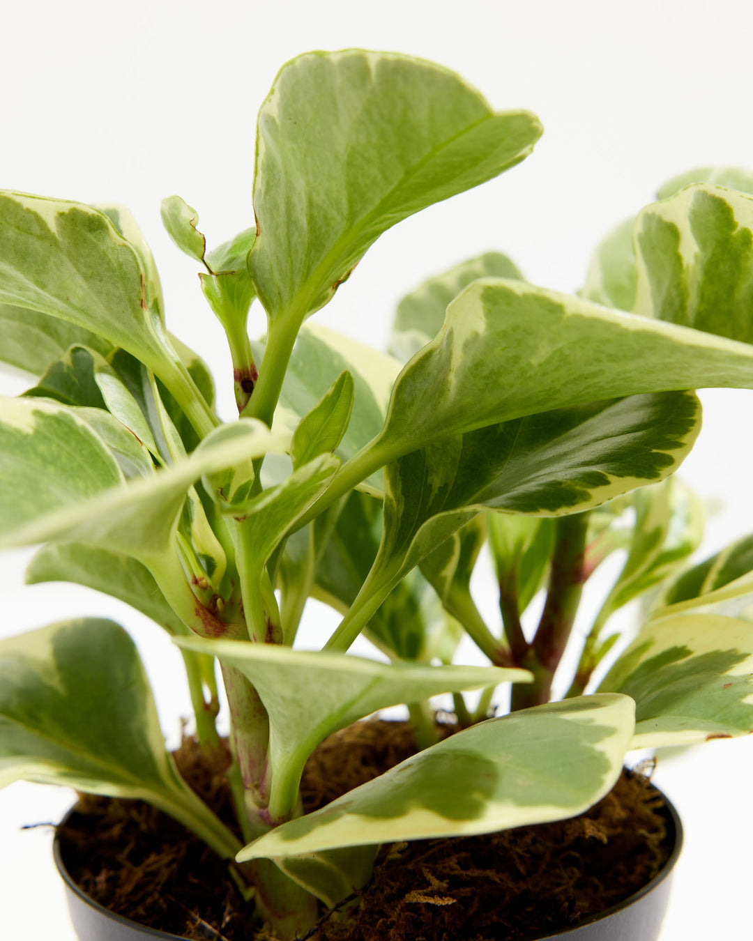 Variegated Baby Rubber Plant (Peperomia), Lively Root, Plant, Detail, , , 