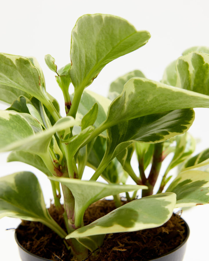 Variegated Baby Rubber Plant (Peperomia), Lively Root, Plant, Detail, , , 
