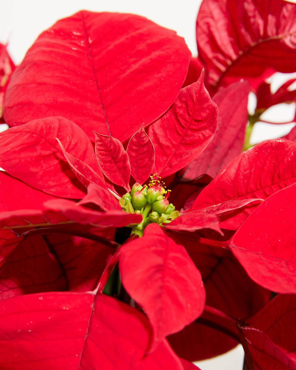 Abundant Red Holiday Poinsettia, Lively Root, Plant, Detail, , , 