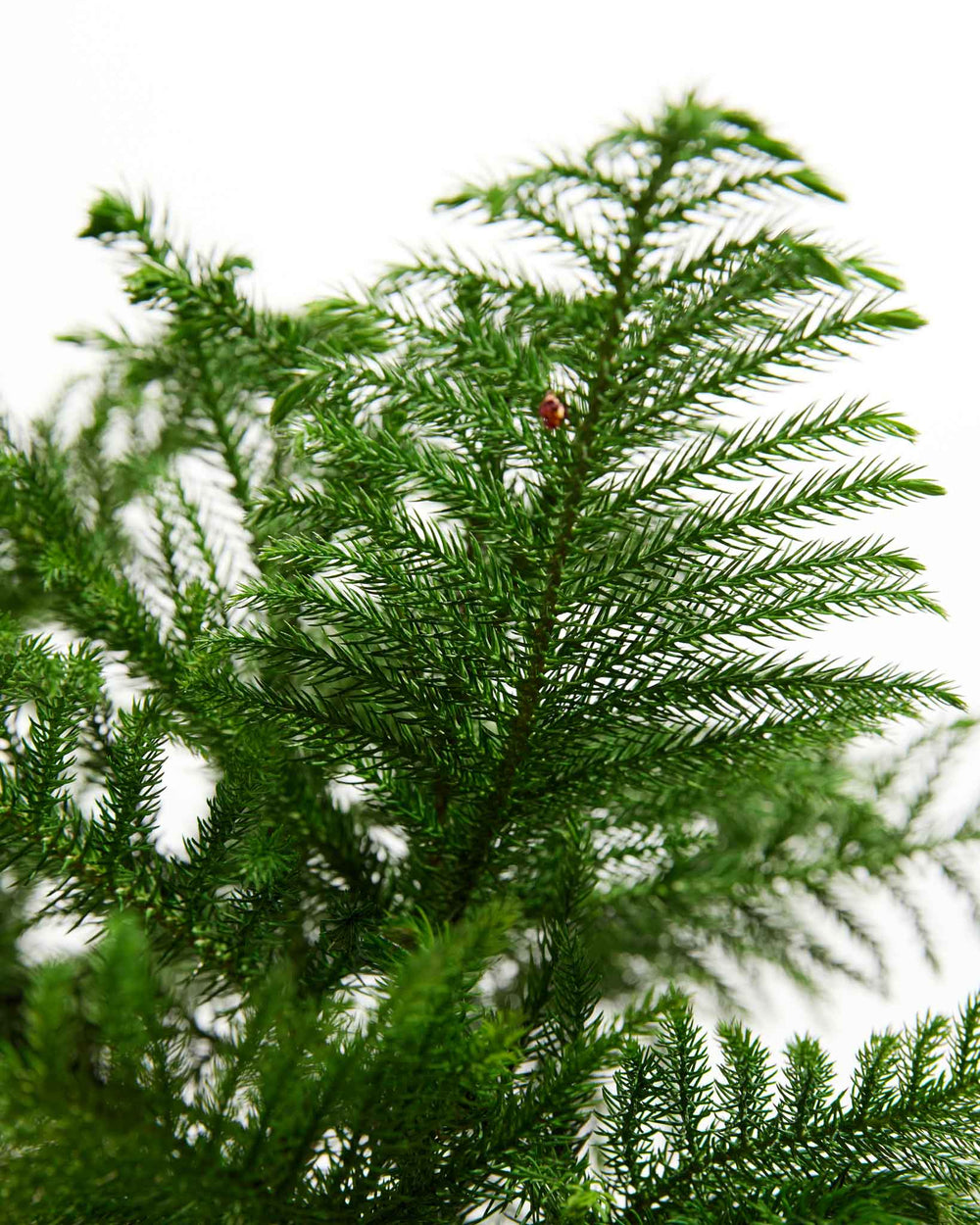 Norfolk Island Pine, Lively Root, Plant, Detail
, , , 