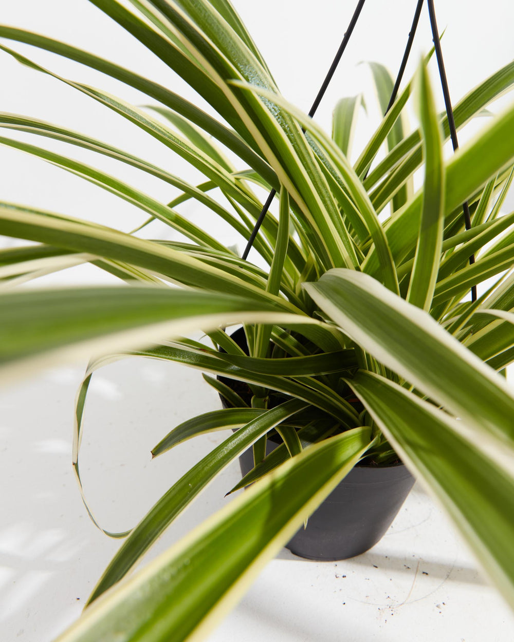 Spider Plant, Lively Root, Plant, Detail , , , 
