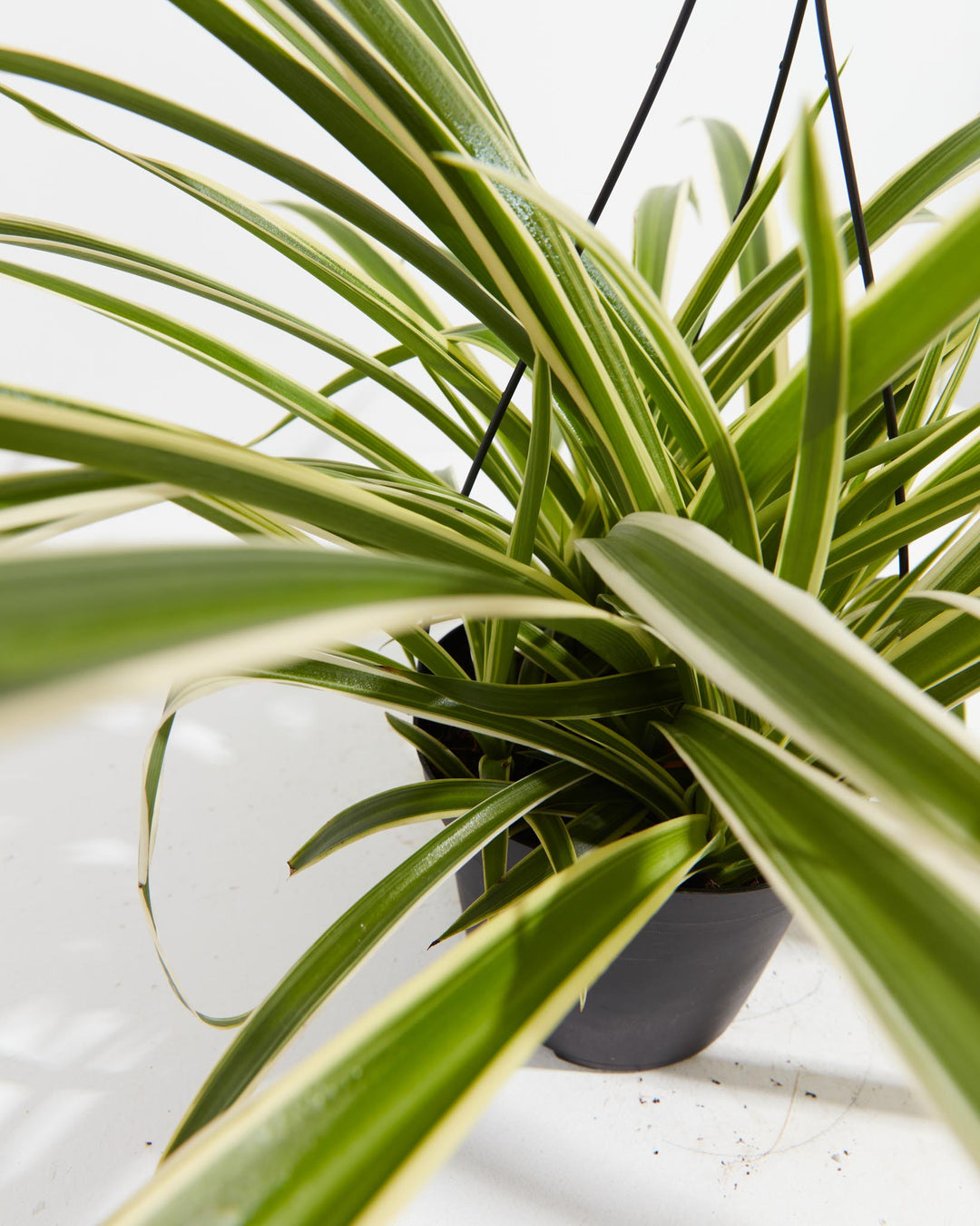 Spider Plant, Lively Root, Plant, Detail , , , 